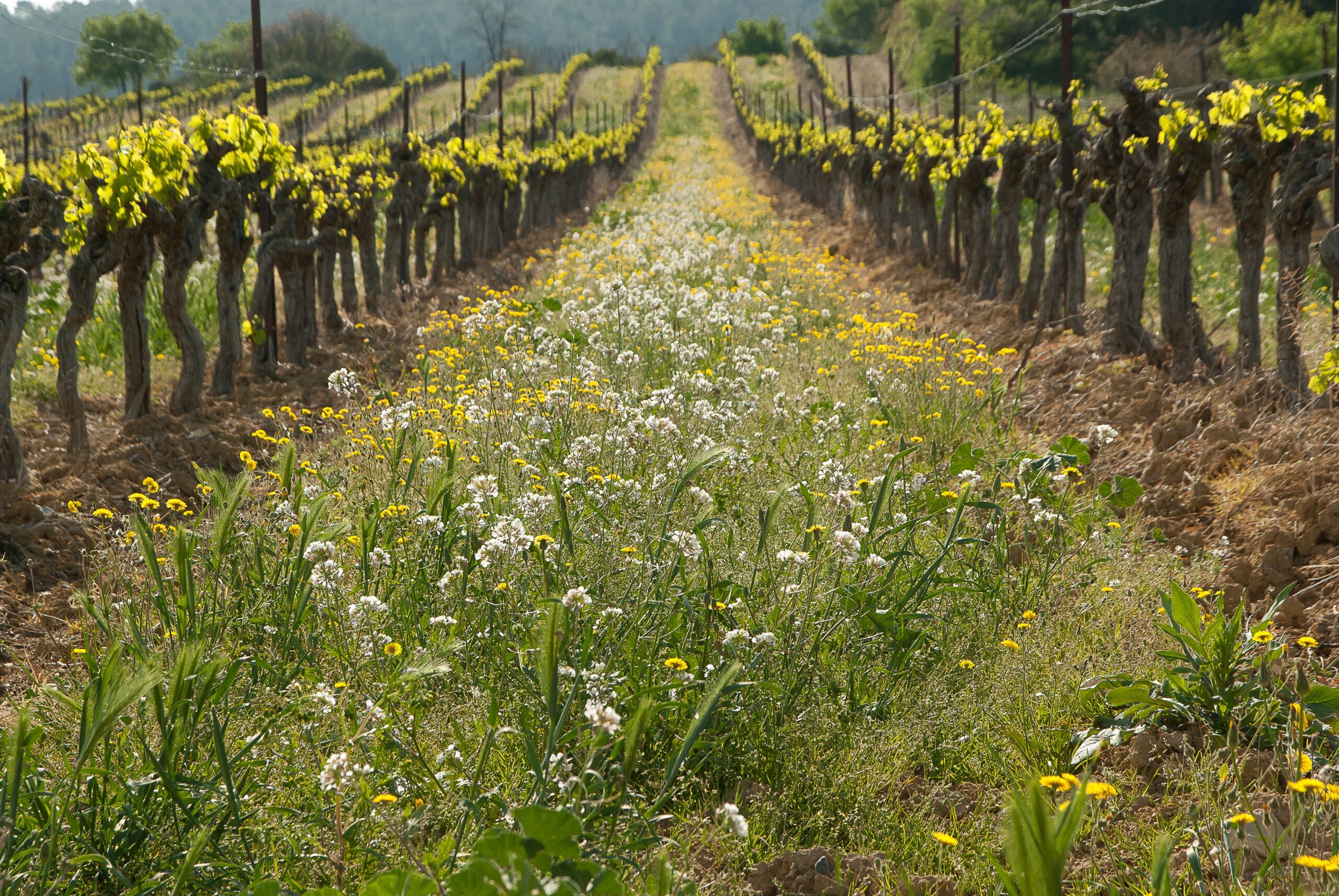 Nouveaux Terroirs : Exploration des régions émergentes de vin en France